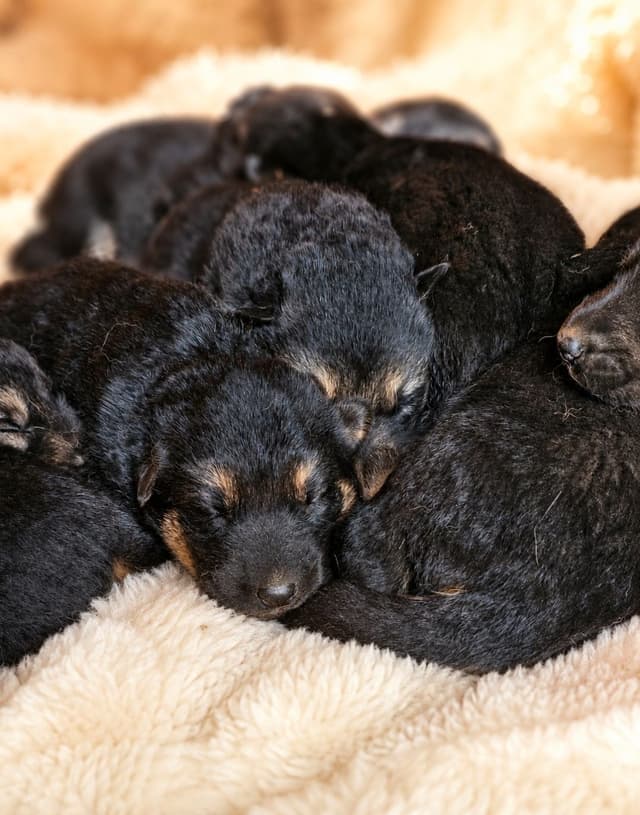 German Shepherd Dog Puppies media 7