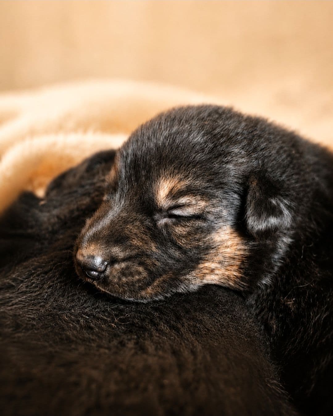 German Shepherd Dog Puppies breeder image 5