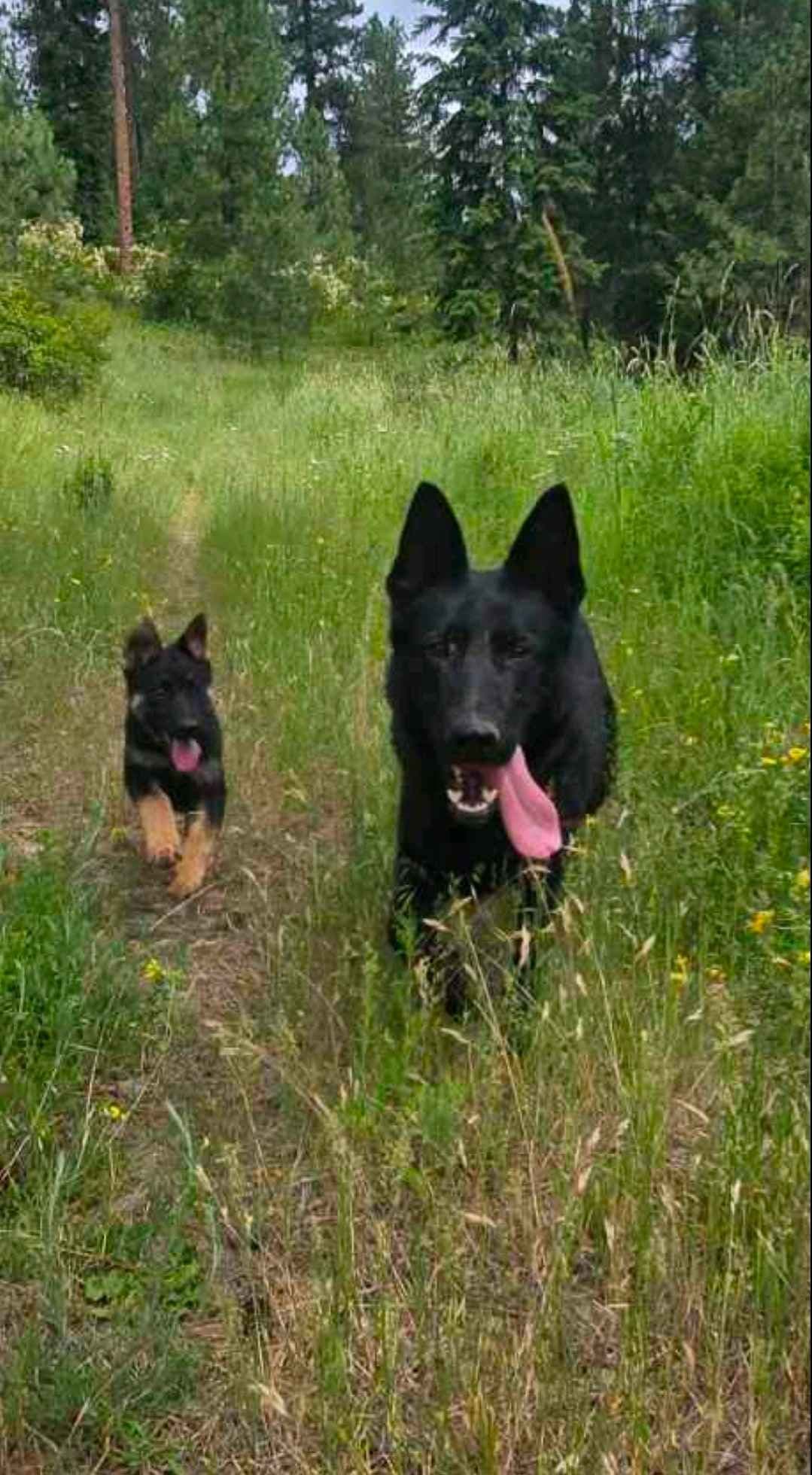 German Shepherd Dog Puppies breeder image 6