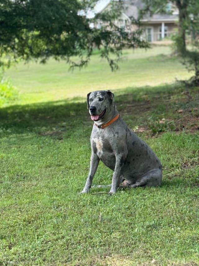 Great Dane Puppies media 2