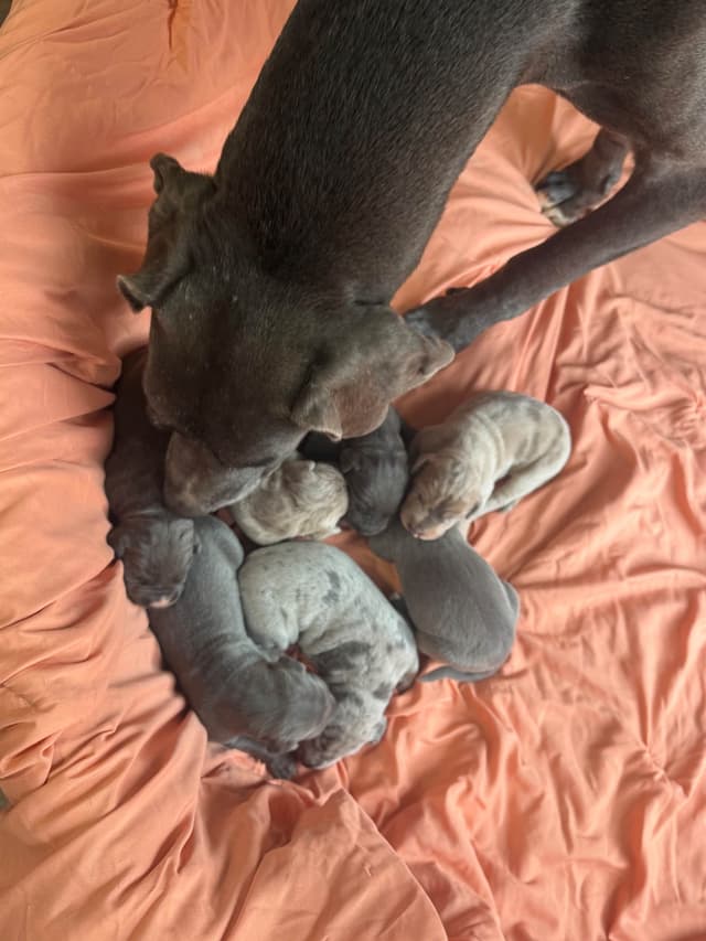 Great Dane Puppies media 3