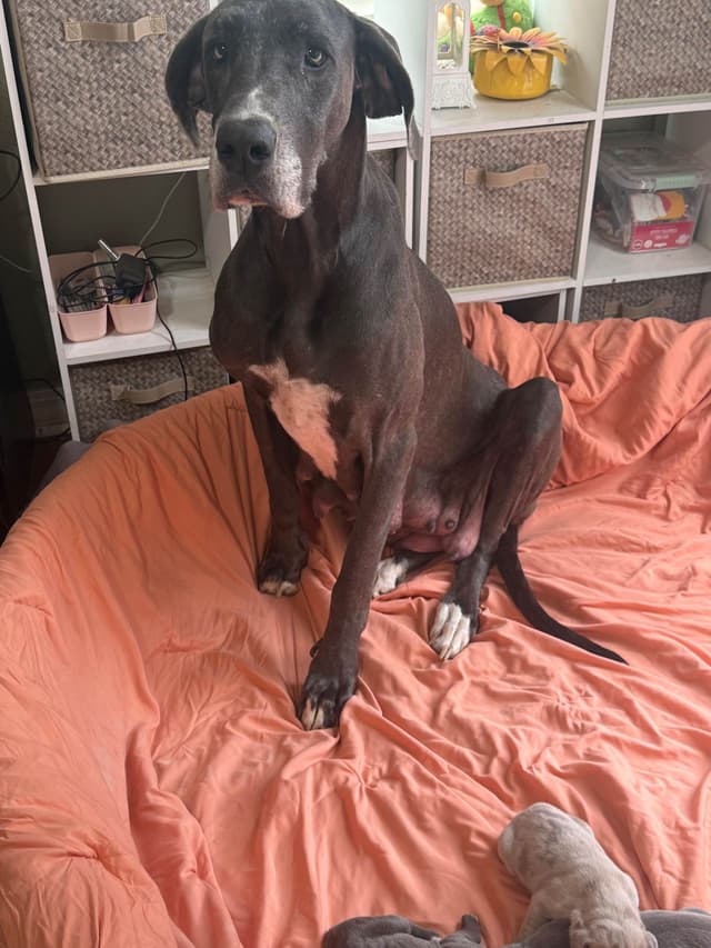 Great Dane Puppies media 4