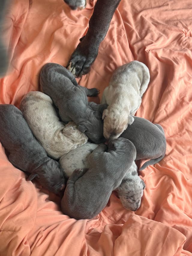 Great Dane Puppies media 5