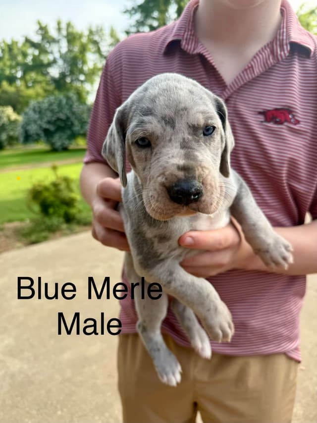 Great Dane Puppies media 6