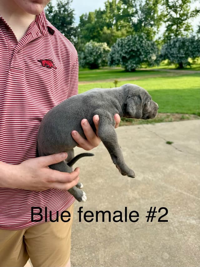 Great Dane Puppies media 15