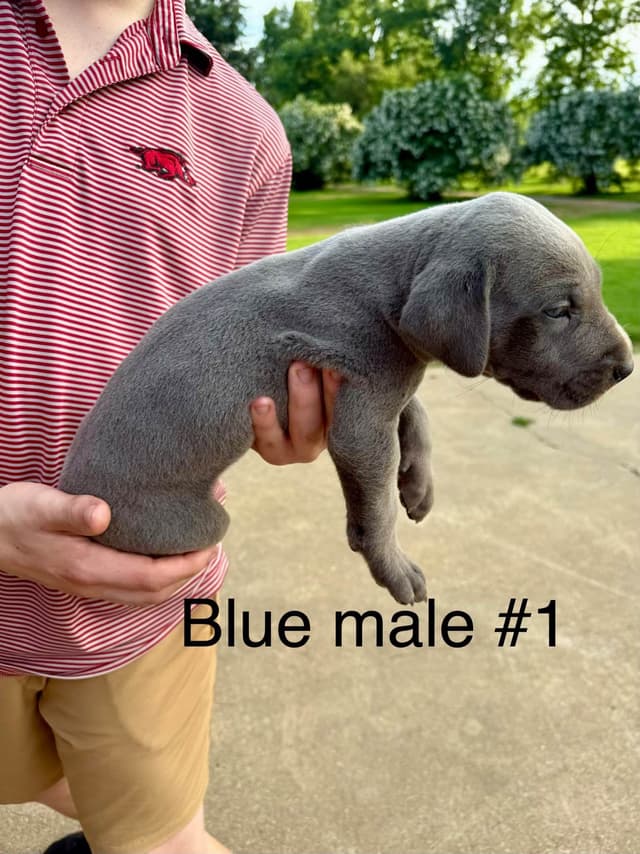 Great Dane Puppies media 9