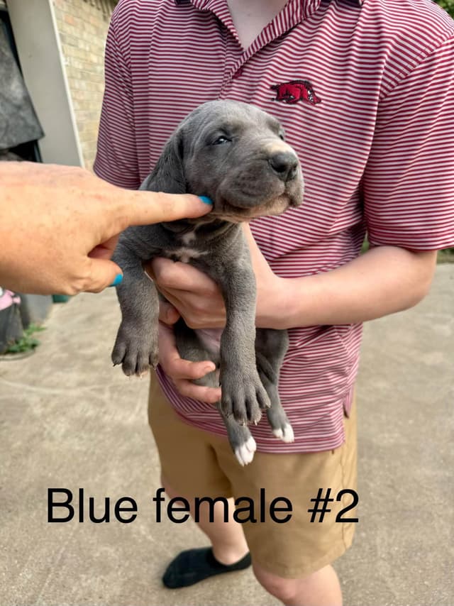 Great Dane Puppies media 14