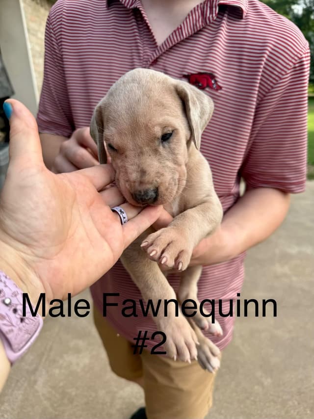 Great Dane Puppies media 12