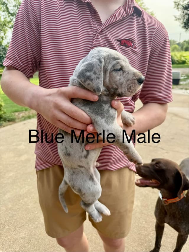 Great Dane Puppies media 7