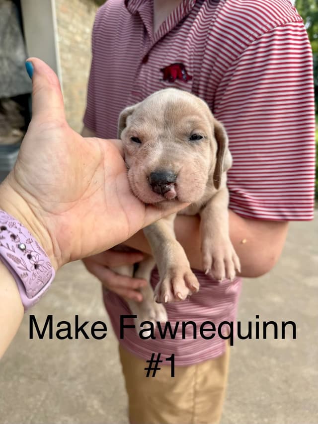 Great Dane Puppies media 10