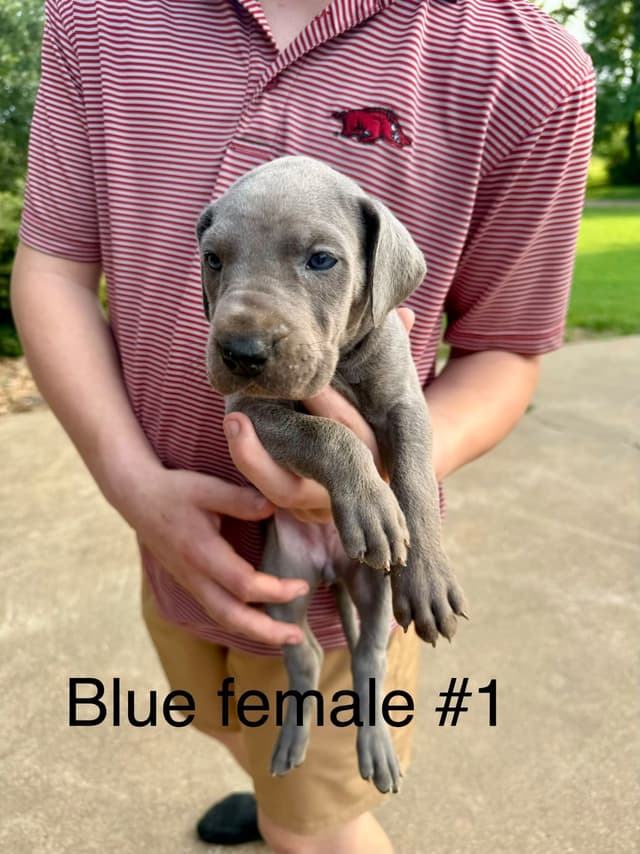 Great Dane Puppies media 16