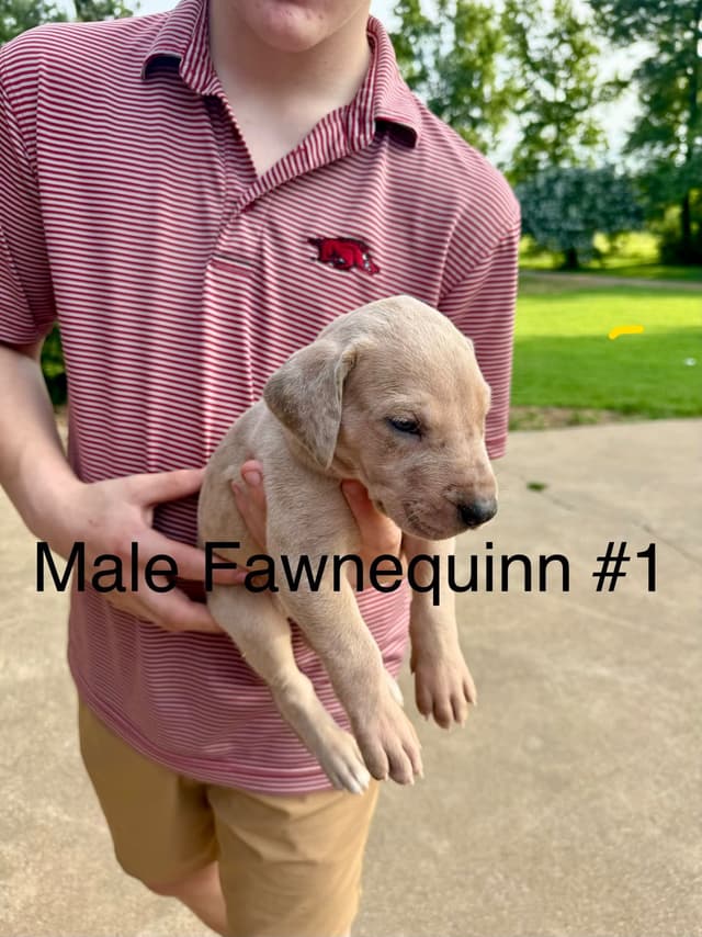 Great Dane Puppies media 11