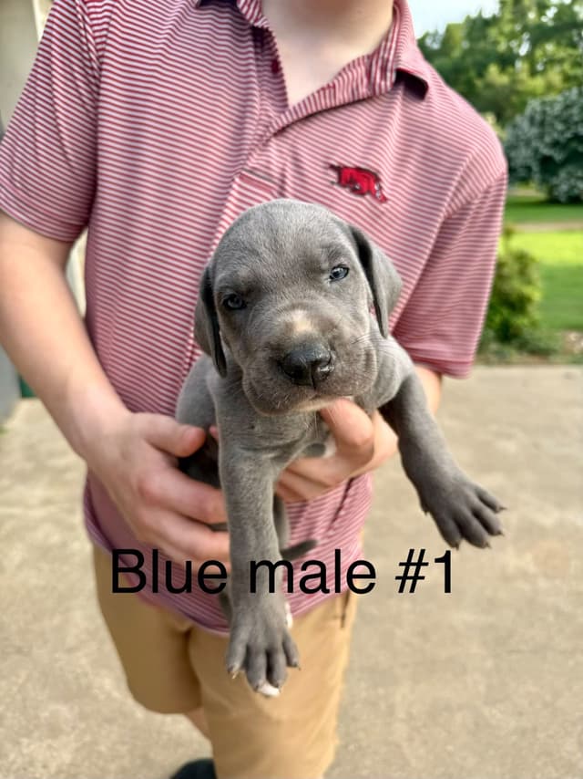 Great Dane Puppies media 8