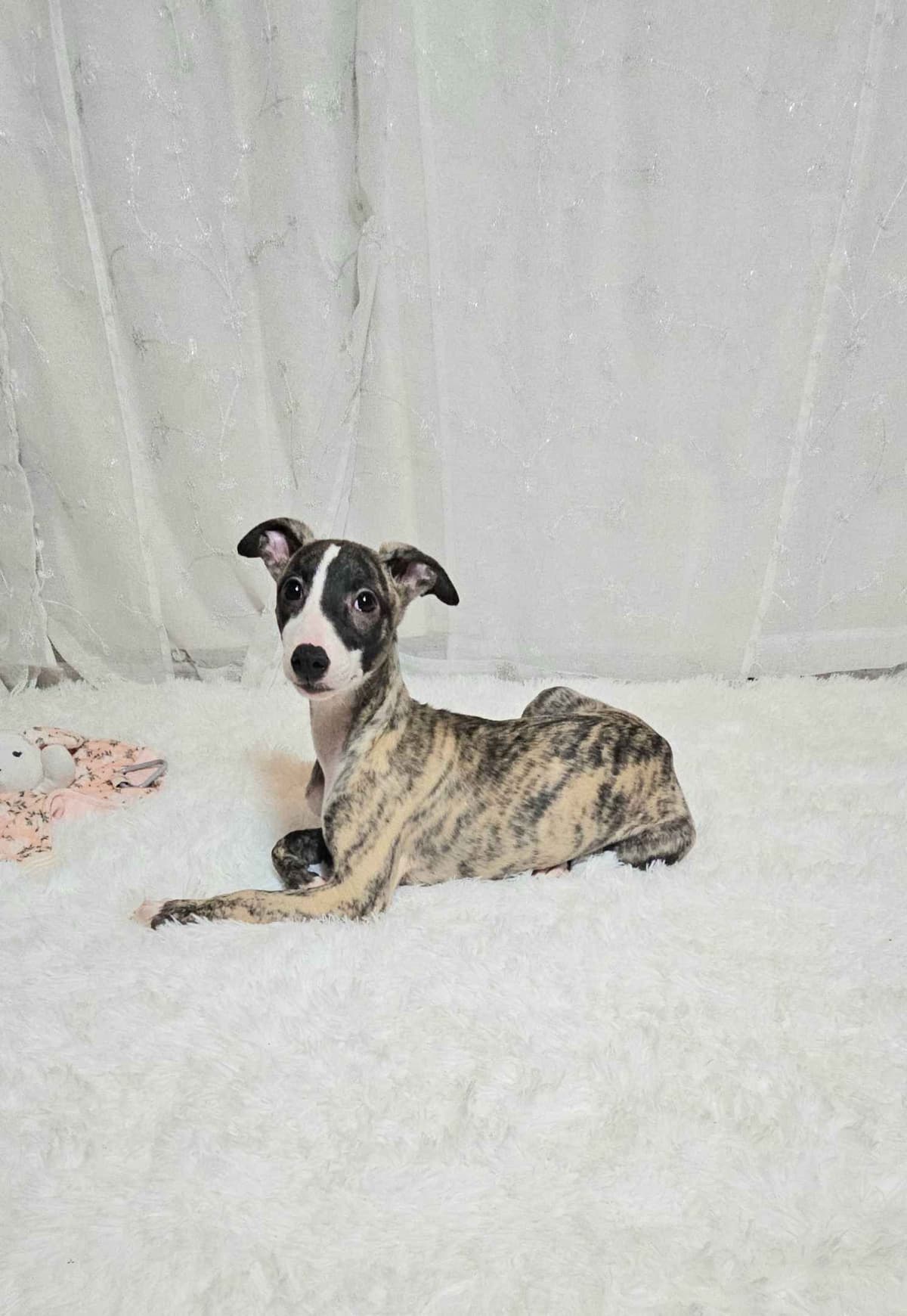 Whippet Puppies breeder image 1