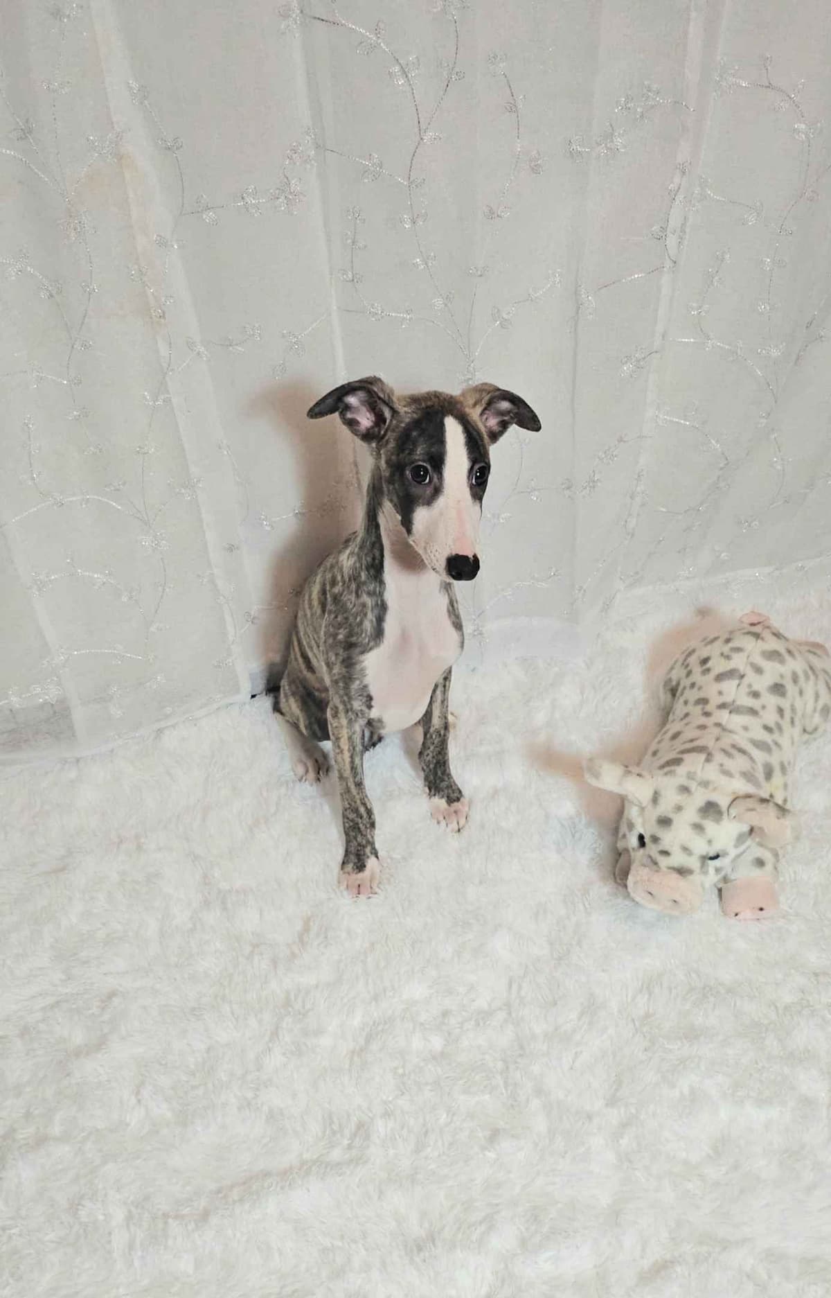 Whippet Puppies breeder image 4