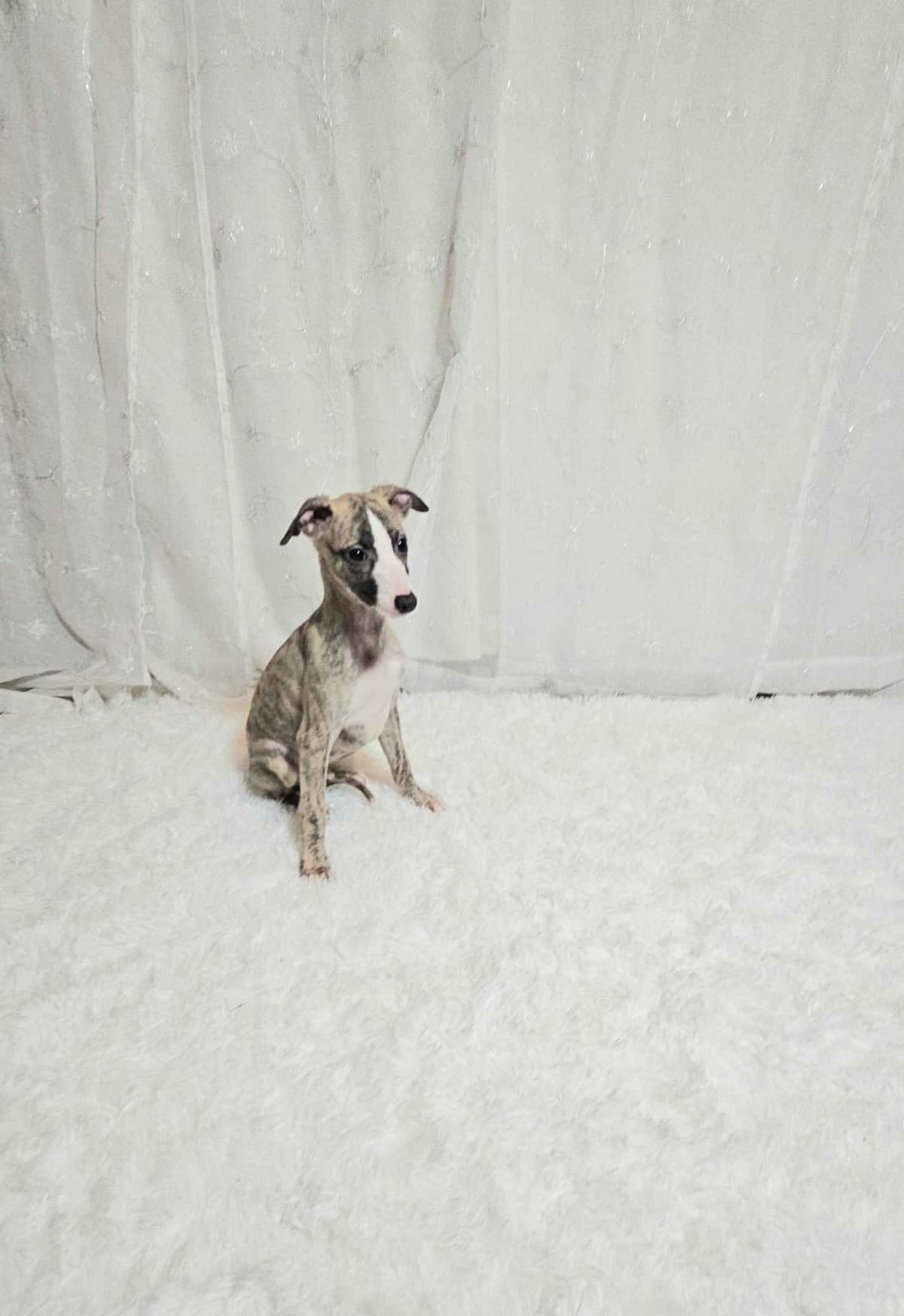 Whippet Puppies breeder image 5