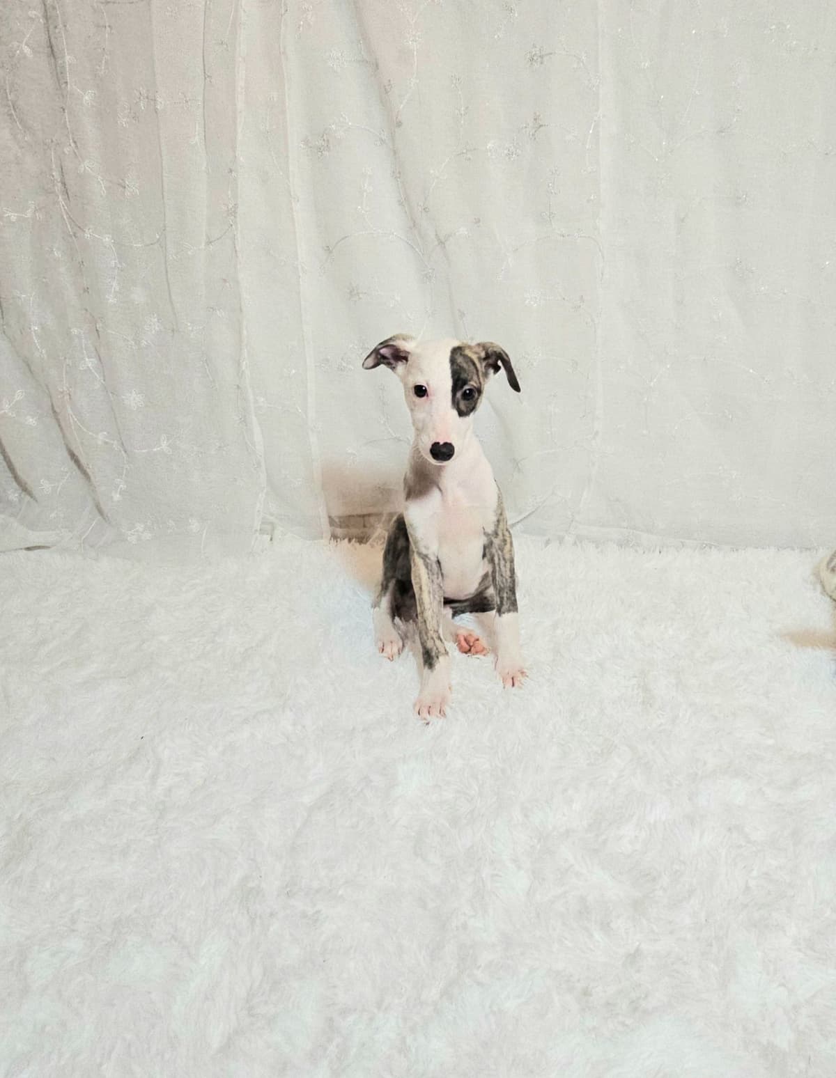 Whippet Puppies breeder image 6