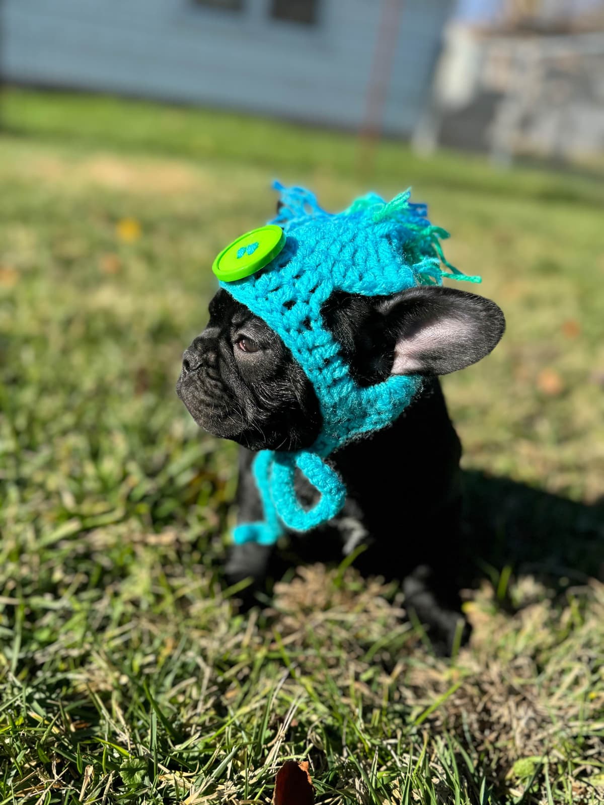 French Bulldog Puppies FULL OFA PARENTS Will be compact and tiny breeder image 1