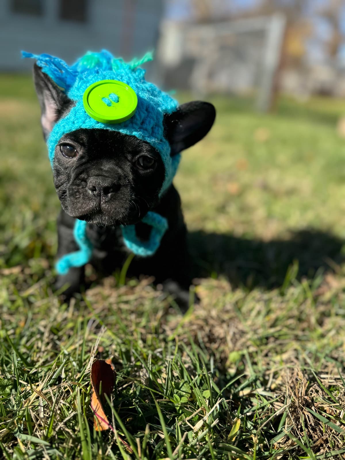 French Bulldog Puppies FULL OFA PARENTS Will be compact and tiny breeder image 3