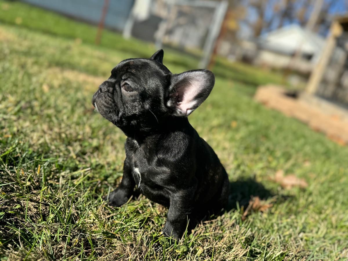 French Bulldog Puppies FULL OFA PARENTS Will be compact and tiny breeder image 4