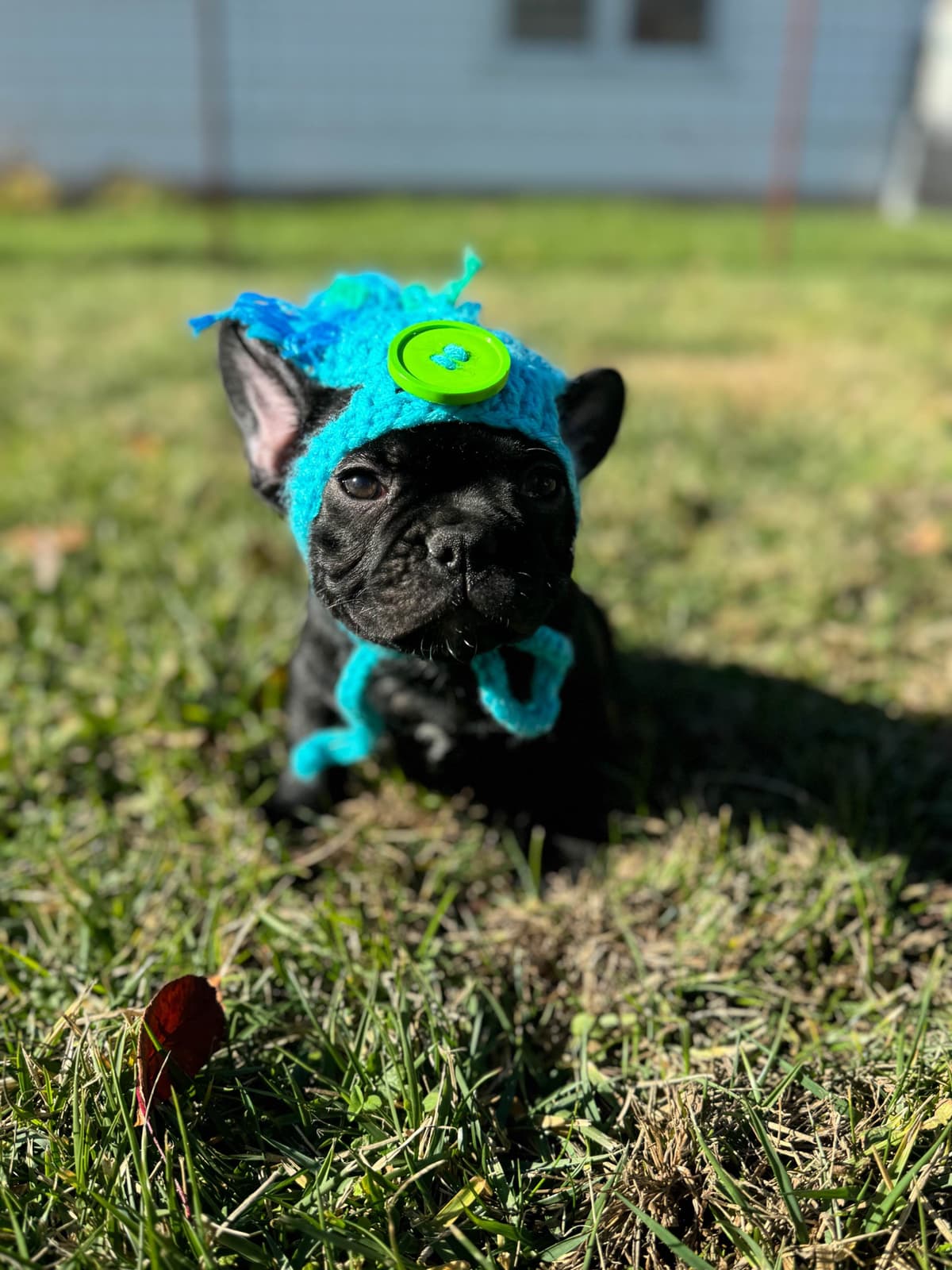 French Bulldog Puppies FULL OFA PARENTS Will be compact and tiny breeder image 6