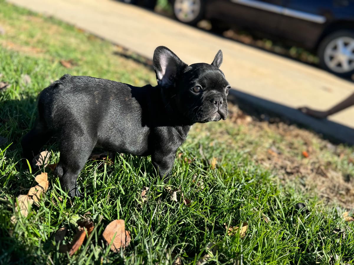 French Bulldog Puppies FULL OFA PARENTS Will be compact and tiny breeder image 5