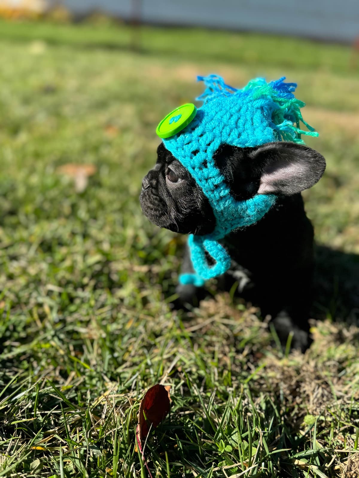 French Bulldog Puppies FULL OFA PARENTS Will be compact and tiny breeder image 8