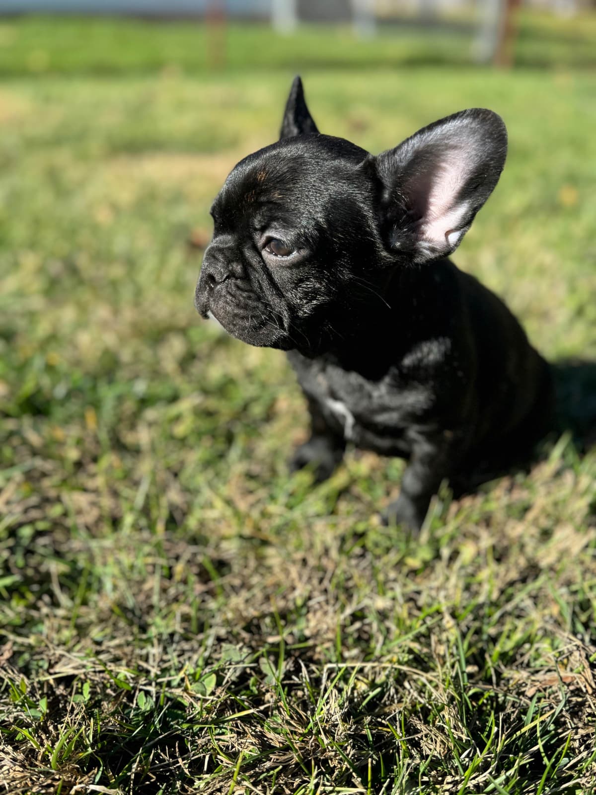French Bulldog Puppies FULL OFA PARENTS Will be compact and tiny breeder image 7