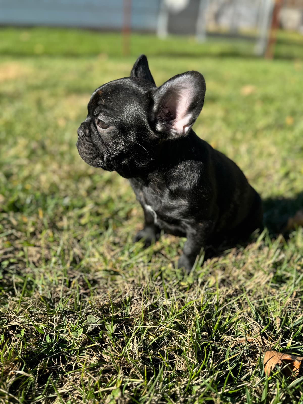 French Bulldog Puppies FULL OFA PARENTS Will be compact and tiny breeder image 9