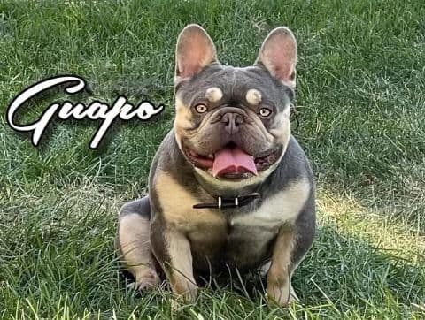 French Bulldog Puppies FULL OFA PARENTS Will be compact and tiny breeder image 10