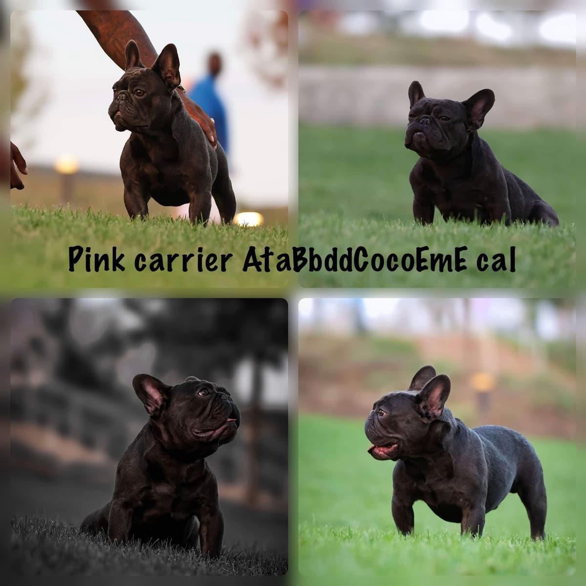 French Bulldog Puppies FULL OFA PARENTS Will be compact and tiny breeder image 12