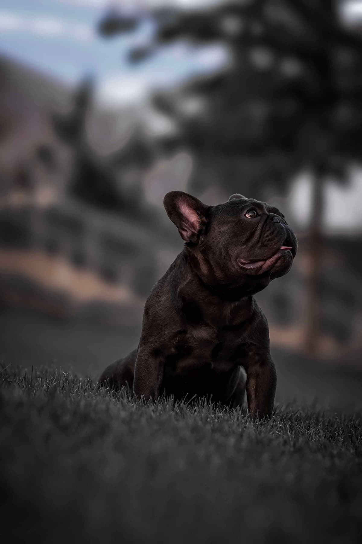 French Bulldog Puppies FULL OFA PARENTS Will be compact and tiny breeder image 13