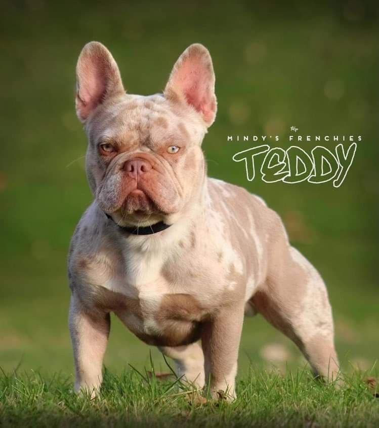 French Bulldog Puppies FULL OFA PARENTS Will be compact and tiny breeder image 14