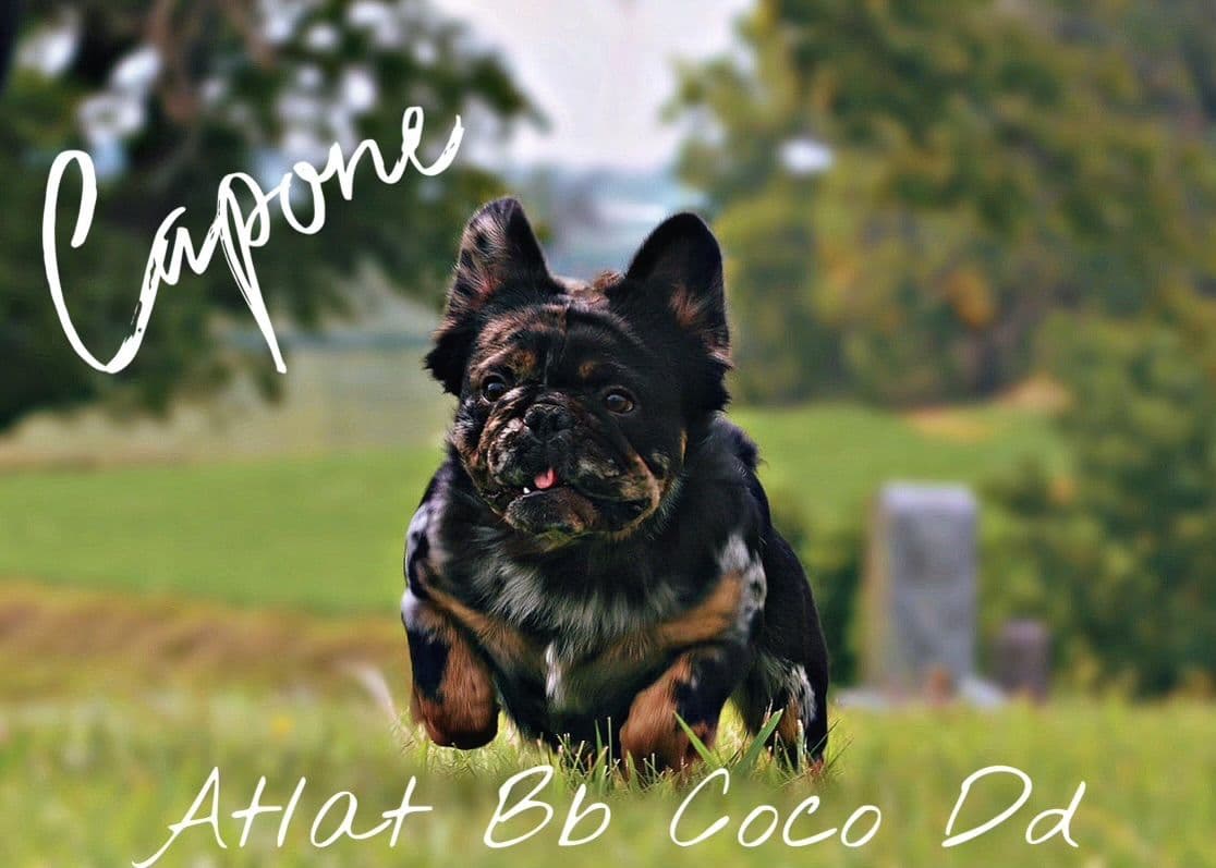 French Bulldog Puppies FULL OFA PARENTS Will be compact and tiny breeder image 15