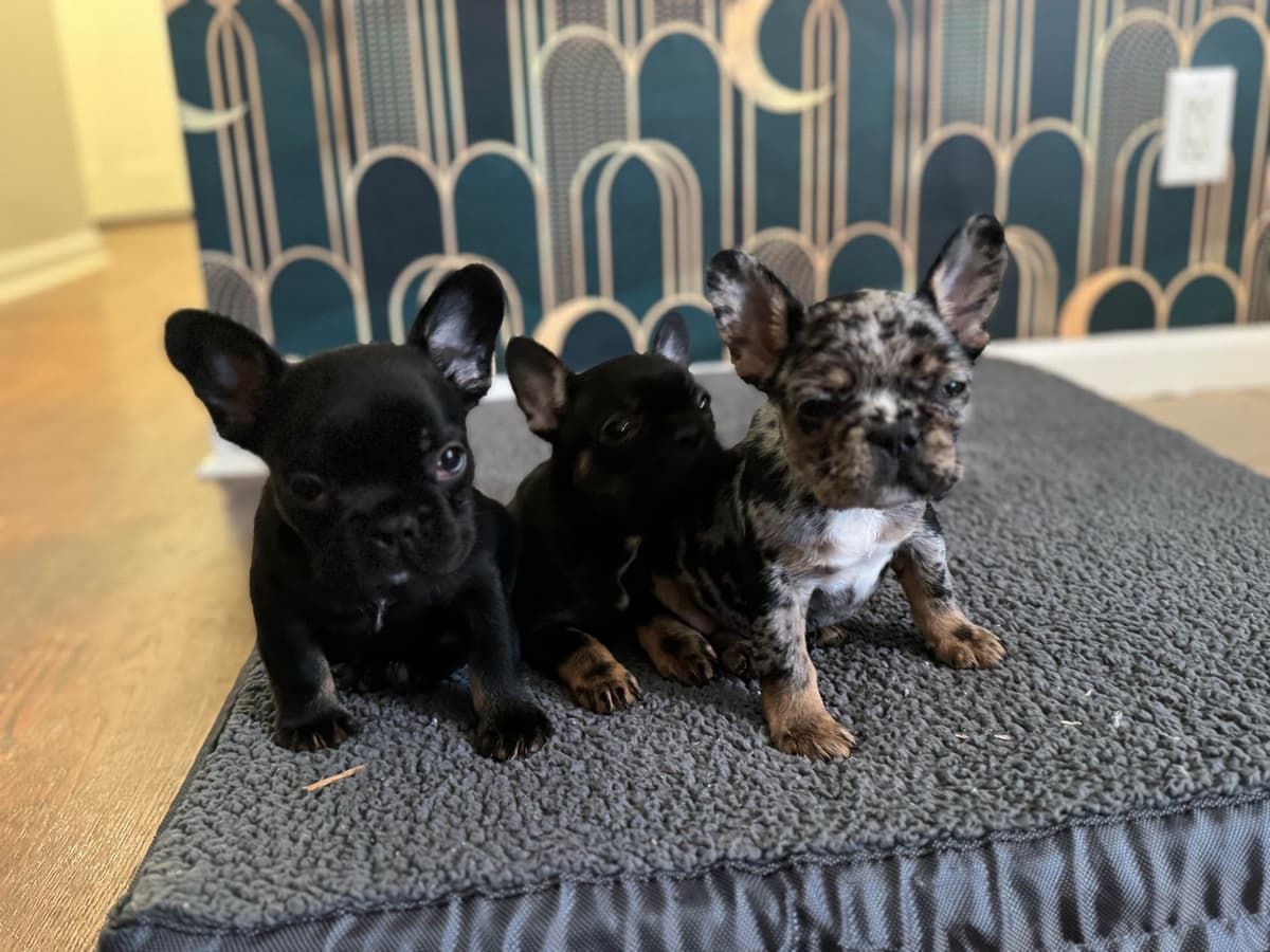 French Bulldog Puppies FULL OFA PARENTS Will be compact and tiny breeder image 16