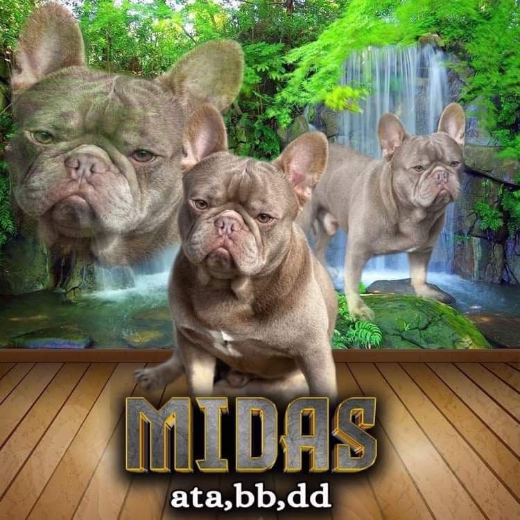 French Bulldog Puppies FULL OFA PARENTS Will be compact and tiny breeder image 17