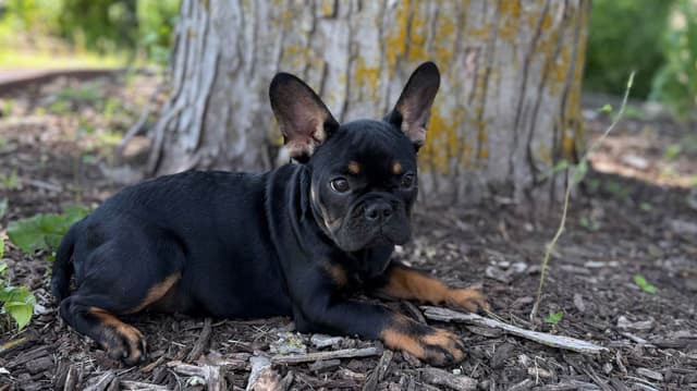 French Bulldog Puppies FULL OFA PARENTS Will be compact and tiny media 4