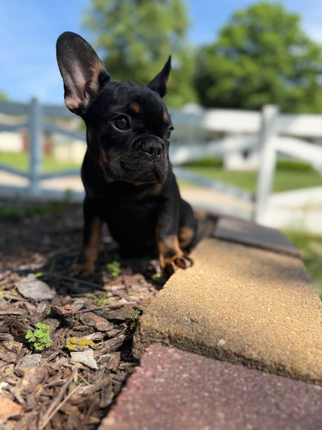 French Bulldog Puppies FULL OFA PARENTS Will be compact and tiny media 7