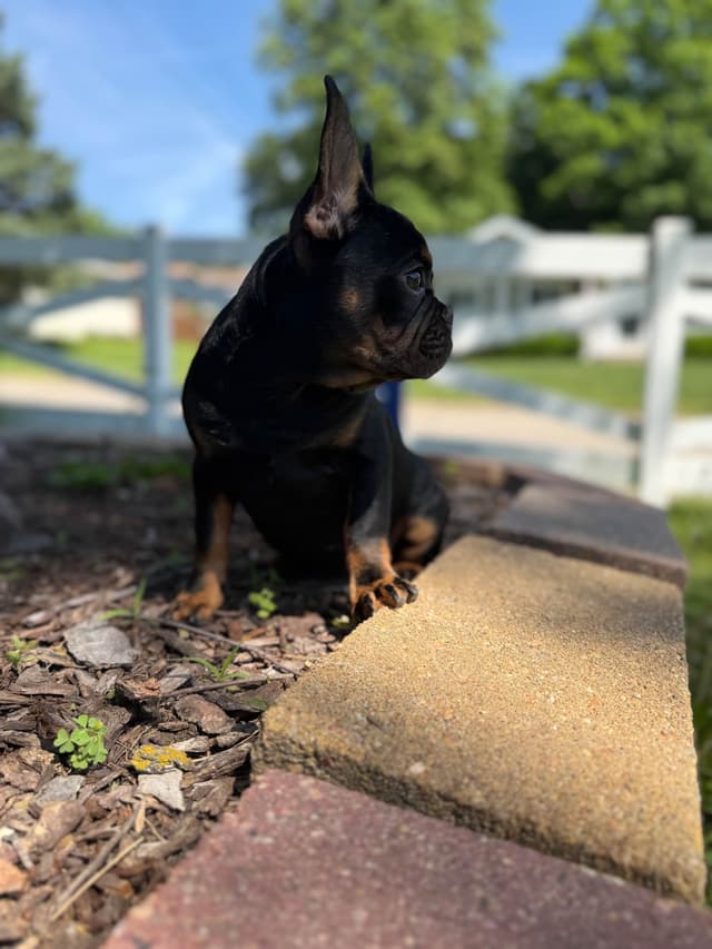 French Bulldog Puppies FULL OFA PARENTS Will be compact and tiny media 8