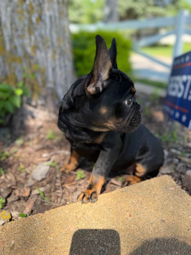 French Bulldog Puppies FULL OFA PARENTS Will be compact and tiny media 9