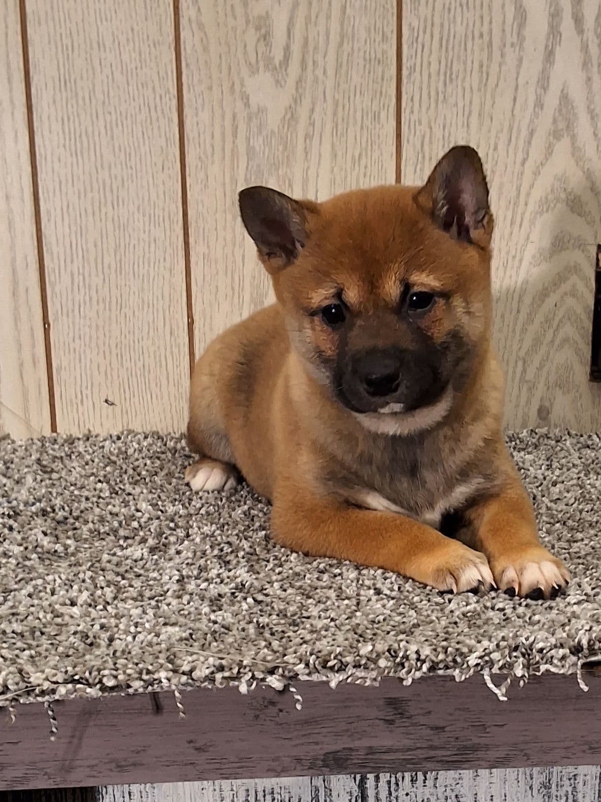 Shiba Inu Puppies breeder image 1