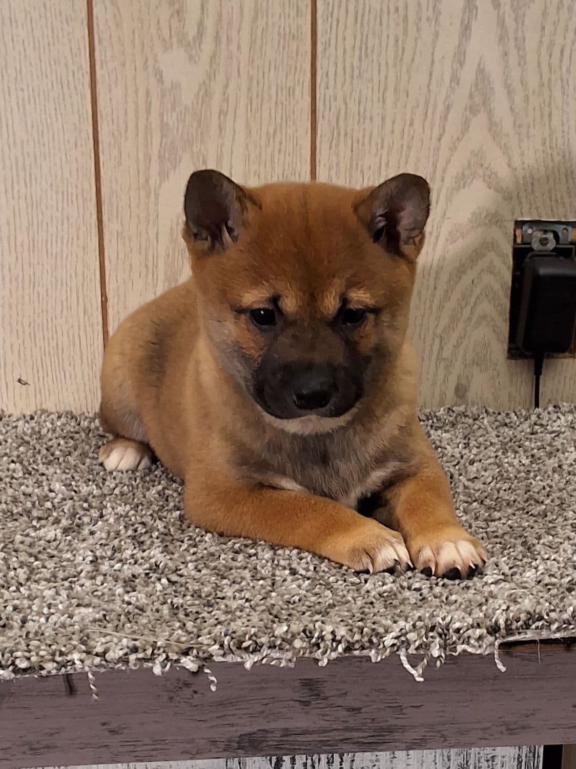 Shiba Inu Puppies breeder image 2