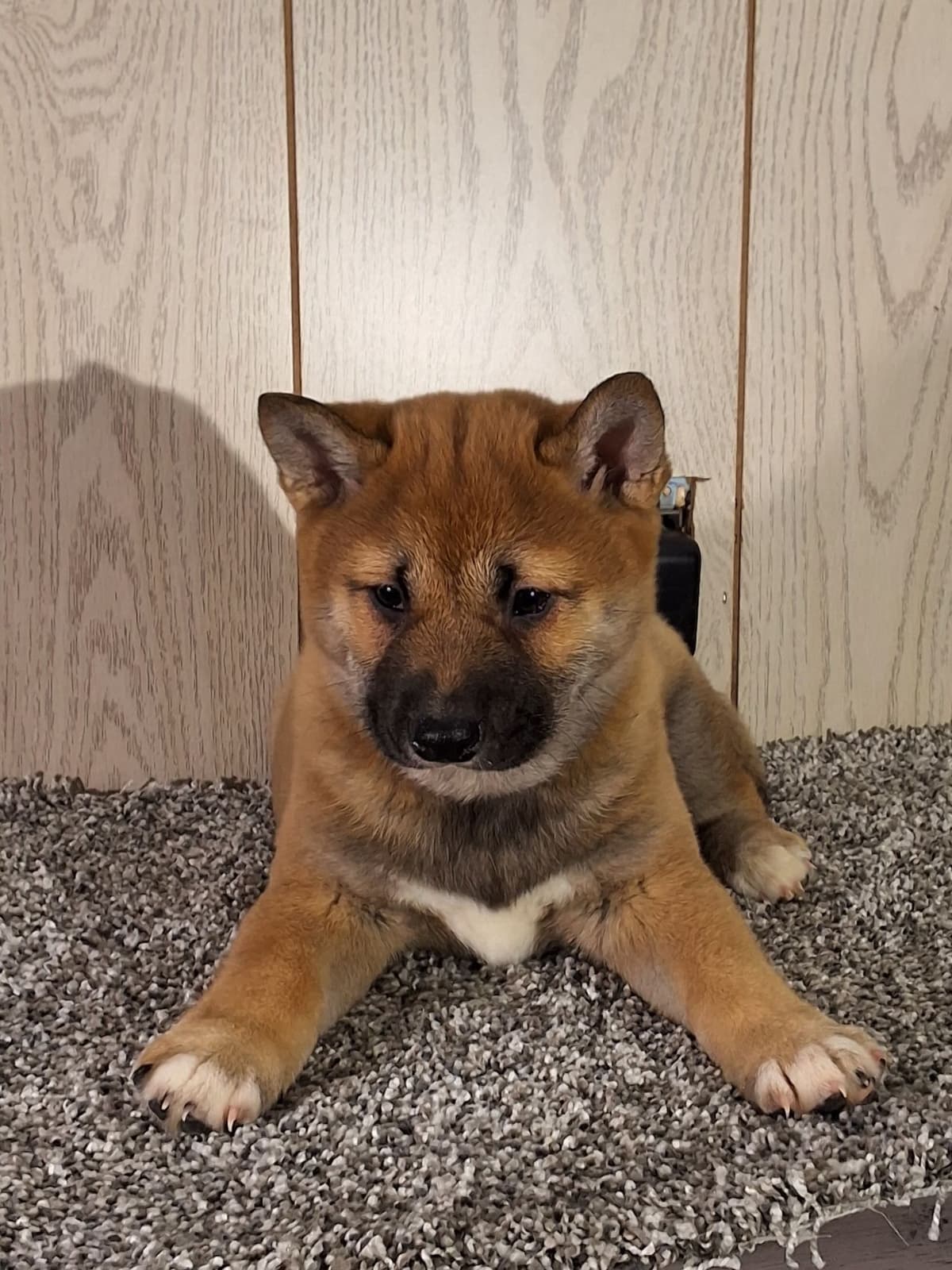 Shiba Inu Puppies breeder image 5
