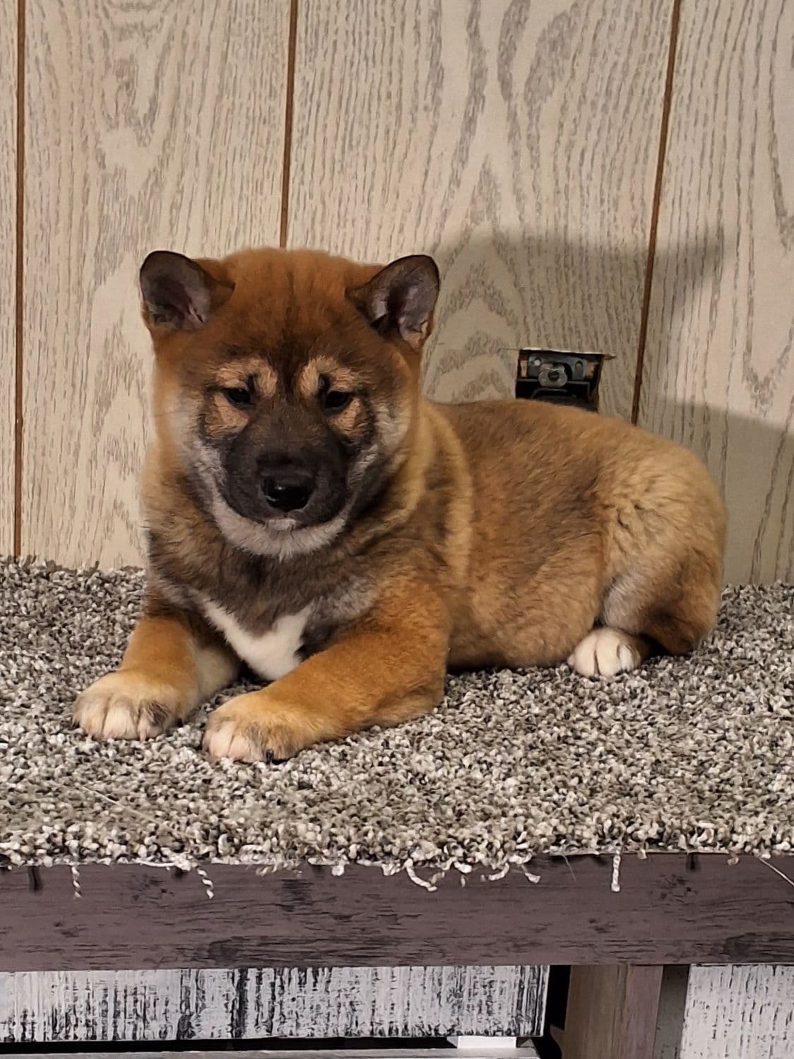 Shiba Inu Puppies breeder image 4
