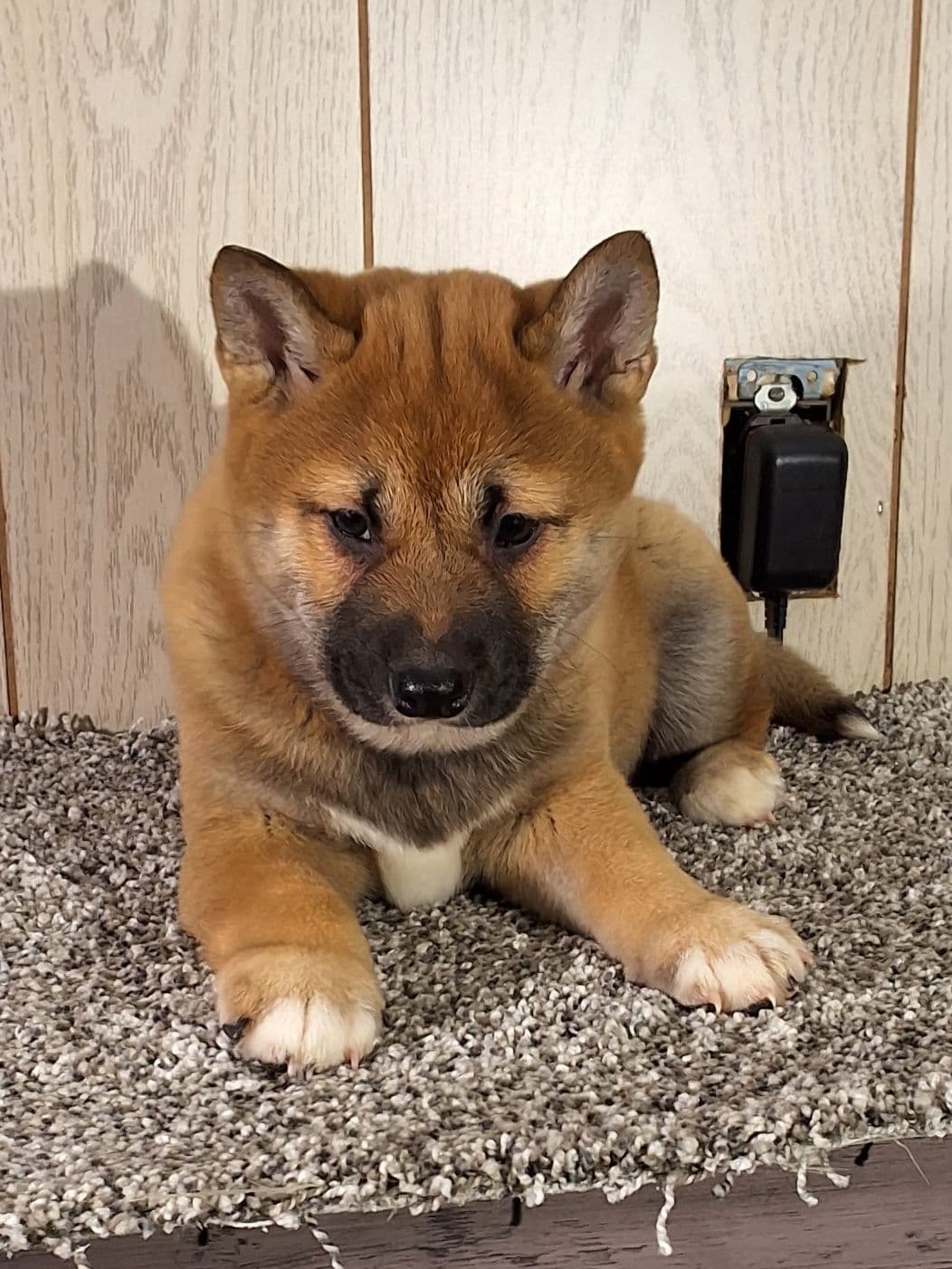 Shiba Inu Puppies breeder image 6