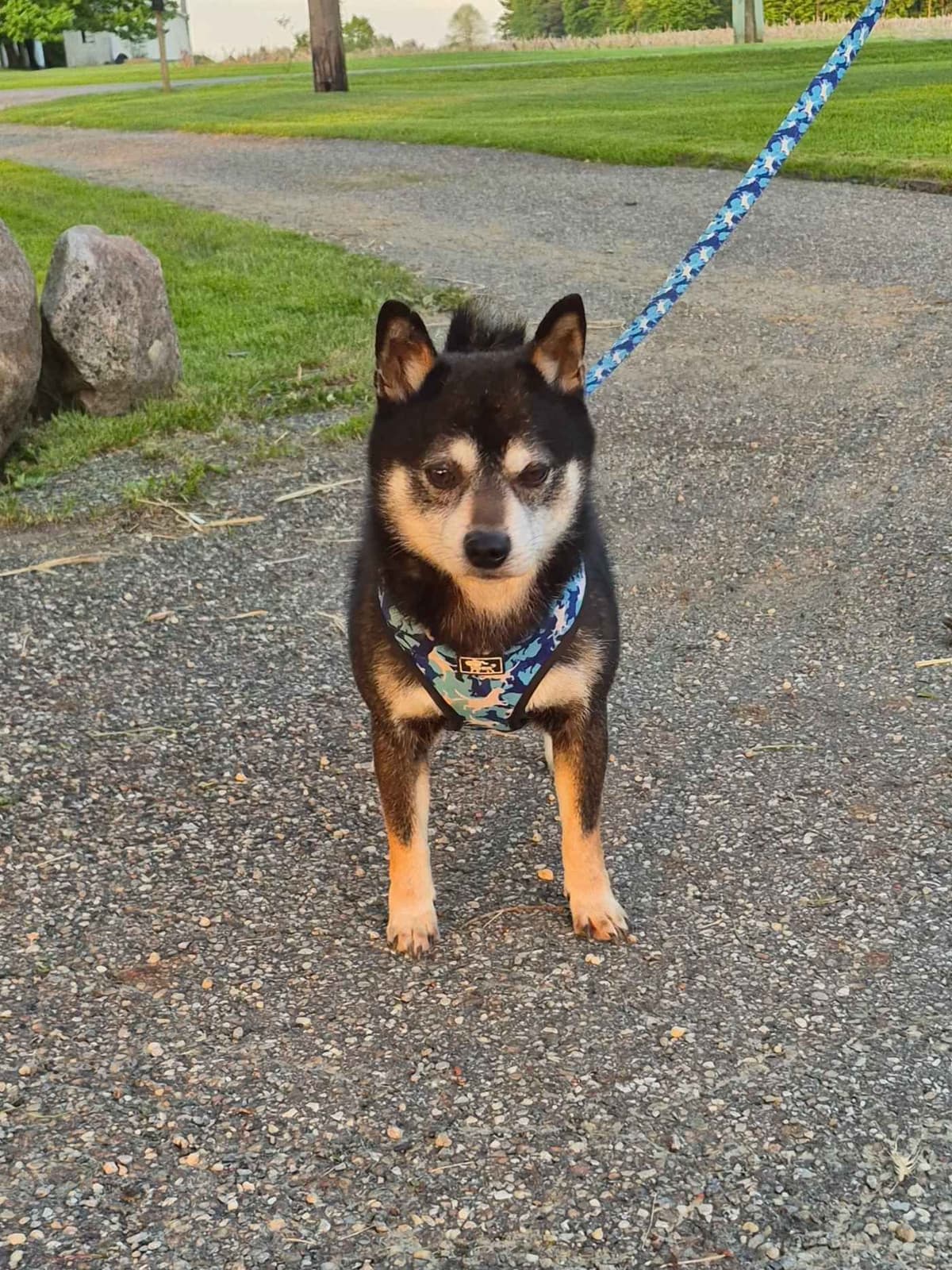 Shiba Inu Puppies breeder image 7