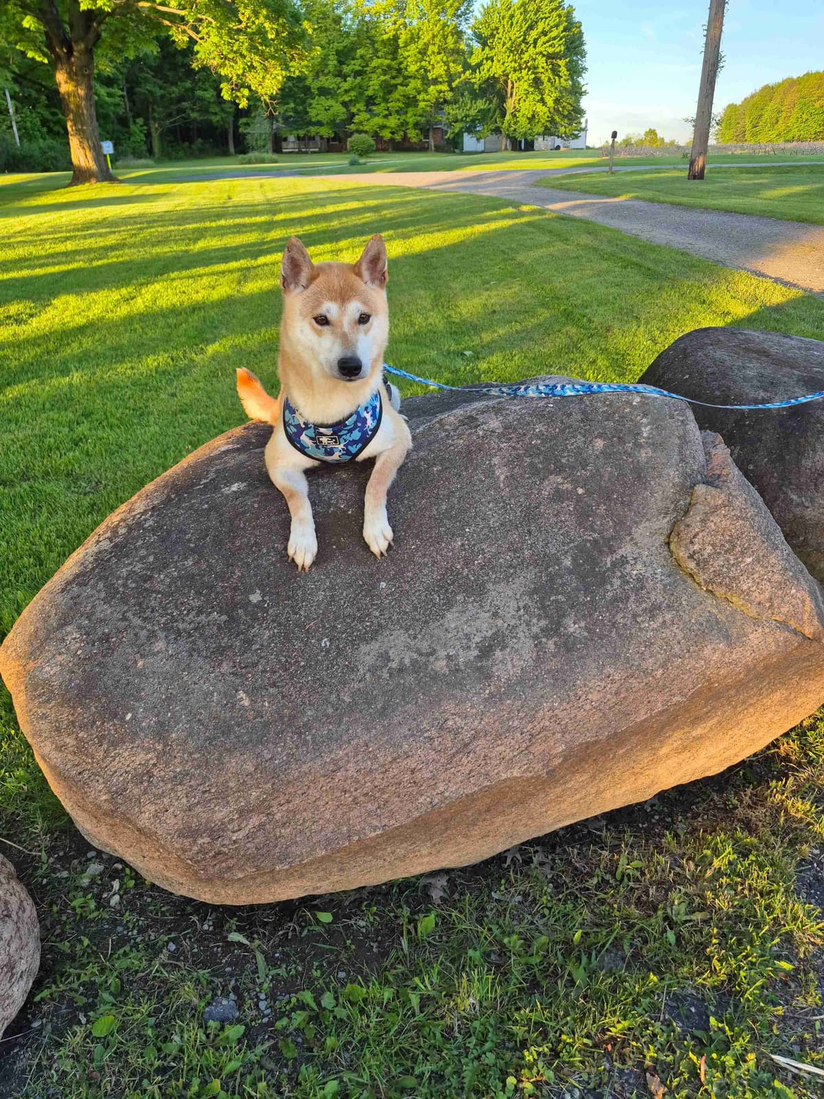 Shiba Inu Puppies breeder image 8