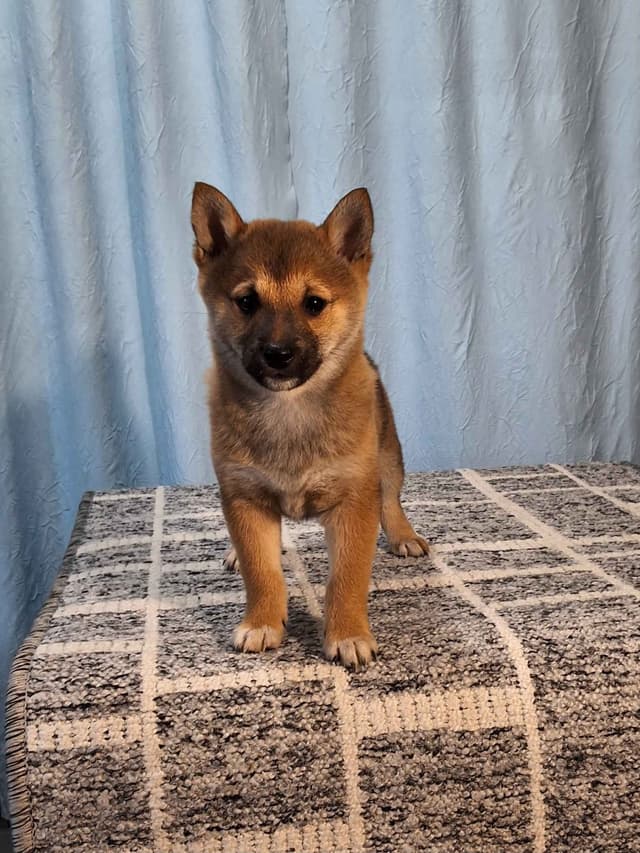 Shiba Inu Puppies media 3