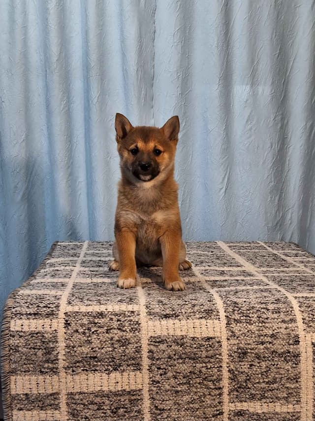 Shiba Inu Puppies media 4