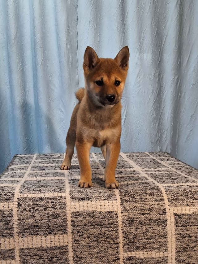 Shiba Inu Puppies media 5